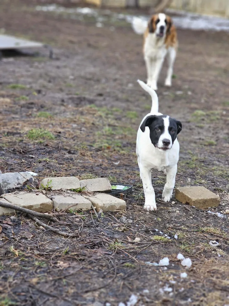 Colby The Pyrenees Mix thumbnail 2