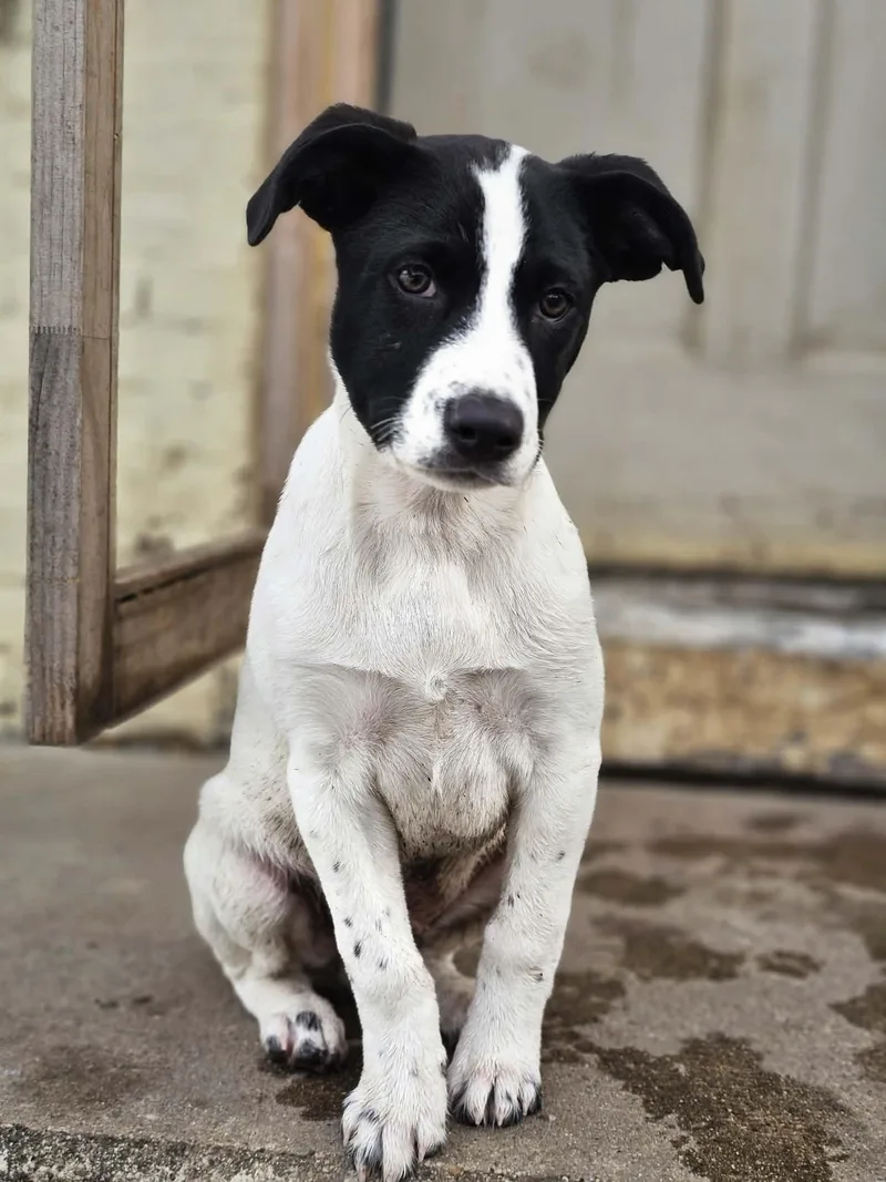 Colby The Pyrenees Mix