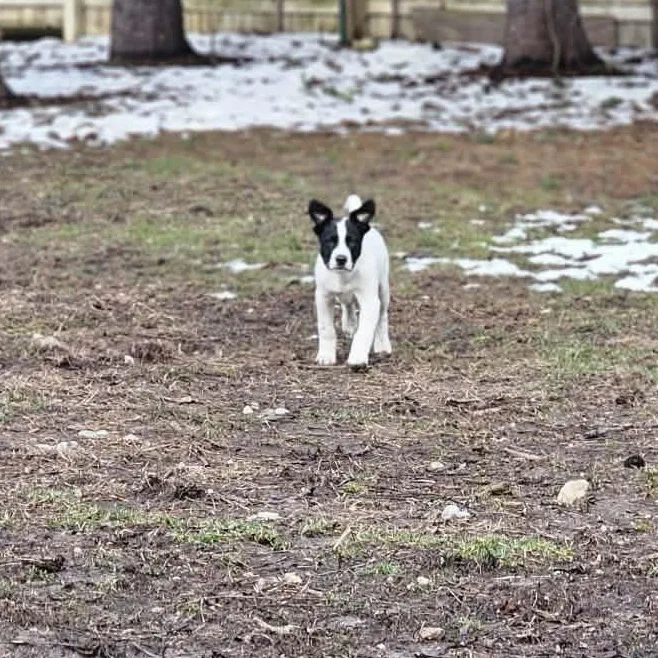 Colby The Pyrenees Mix thumbnail 3