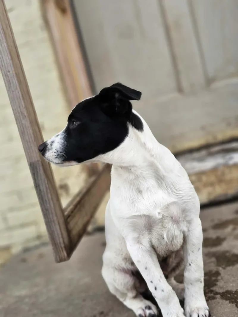 Colby The Pyrenees Mix thumbnail 4