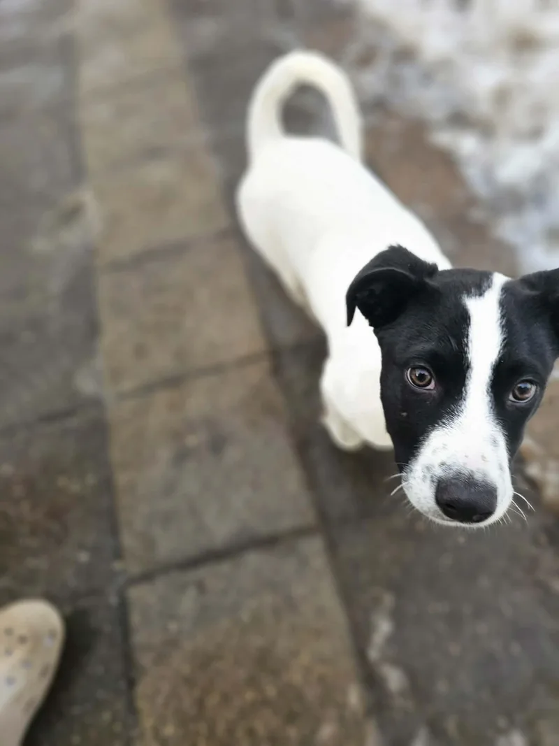 Colby The Pyrenees Mix thumbnail 5