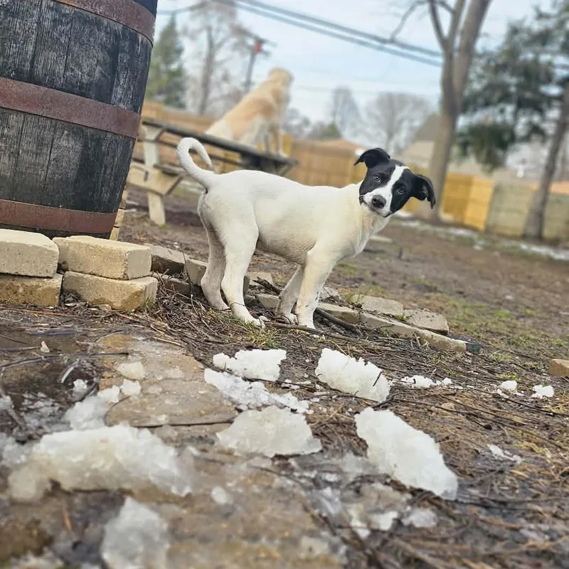 Colby The Pyrenees Mix thumbnail 6