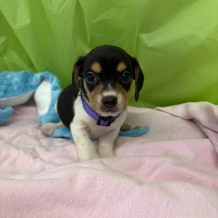A baby small-sized female White / Cream Beagle dog named Tangerine for adoption in North Charleston, SC