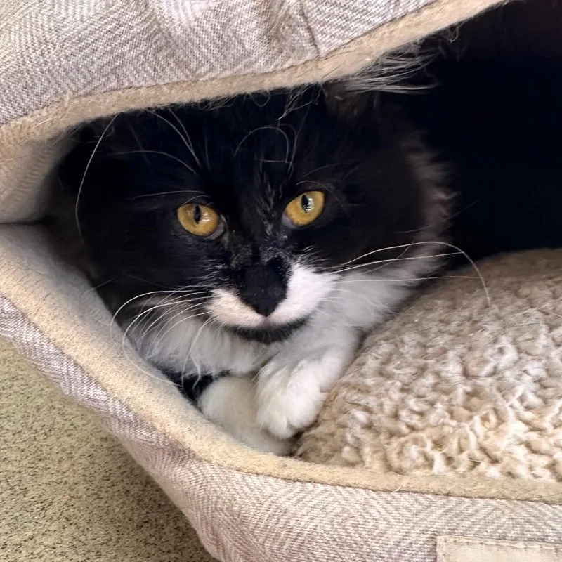 Limu Emu thumbnail 3