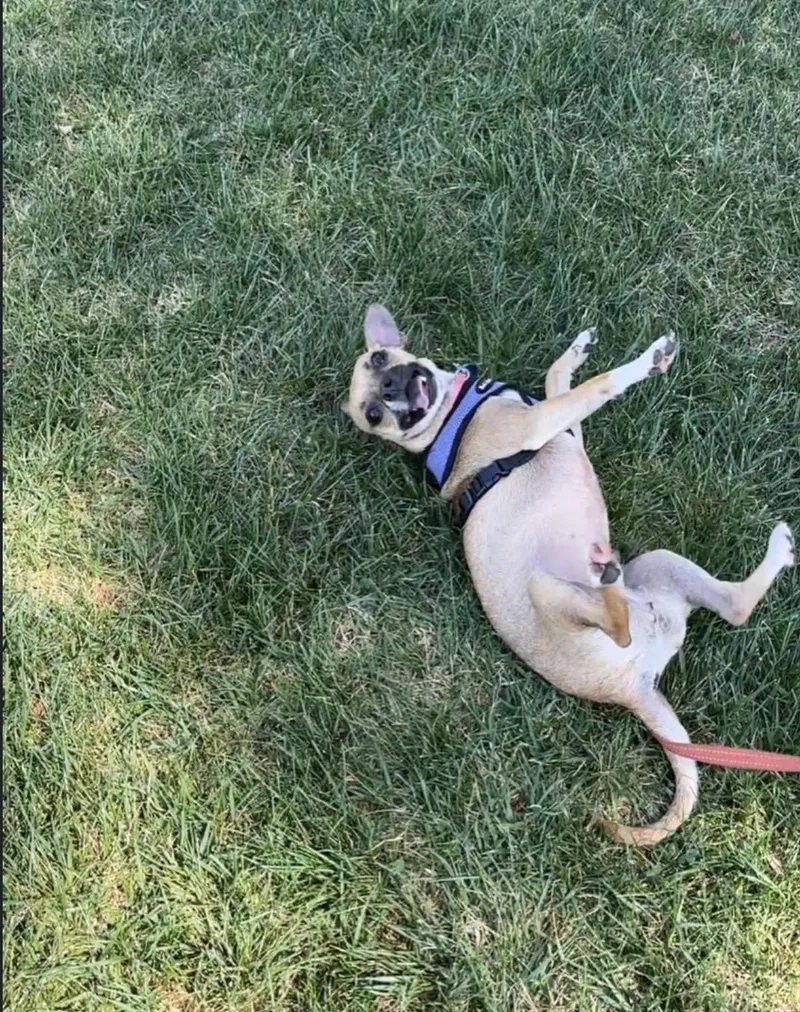 A young small-sized female Chihuahua dog named Missy for adoption in Pasadena, CA