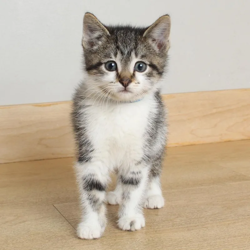 A baby small-sized male White Domestic Short Hair cat named Sarah C for adoption in Minnetonka, MN