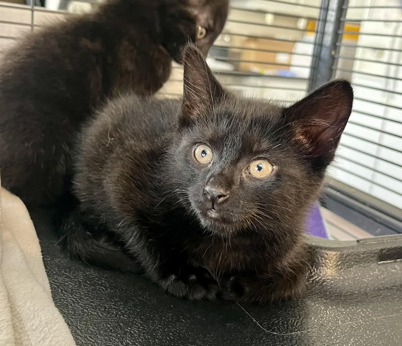 A baby medium-sized male Black Domestic Short Hair cat named Benzo for adoption in Seville, OH