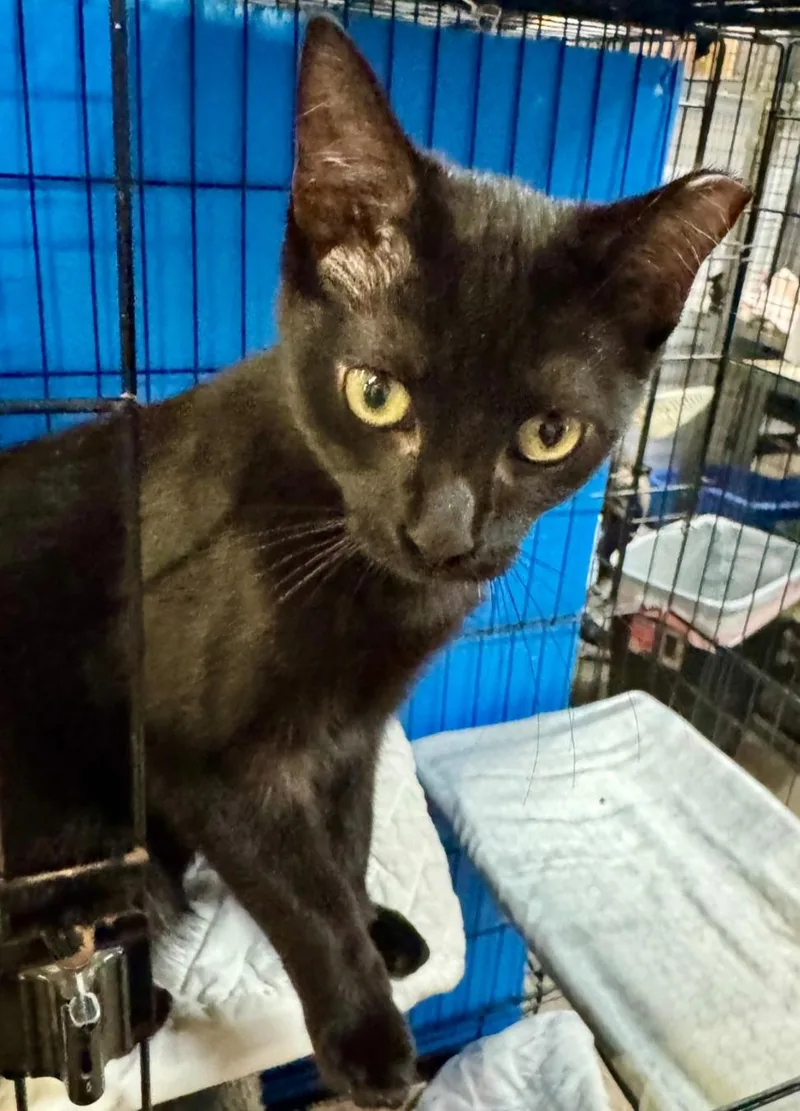 A young medium-sized female Domestic Short Hair cat named Sabrina for adoption in Centerville, GA