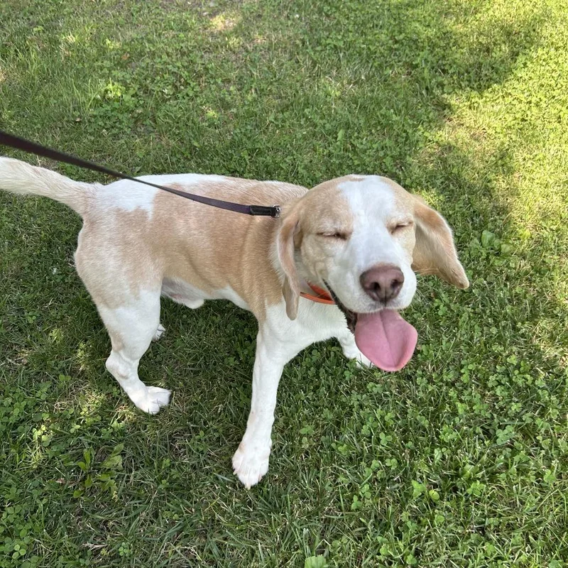A senior medium-sized male Yellow / Tan / Blond / Fawn Beagle dog named Lennon for adoption in Quakertown, PA