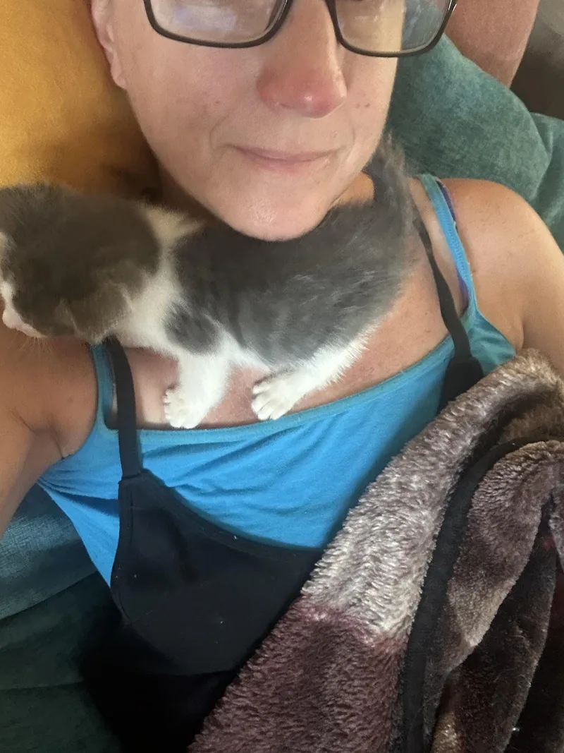 A baby medium-sized male Gray & White Domestic Short Hair cat named Sam the Duckling for adoption in Little River, SC