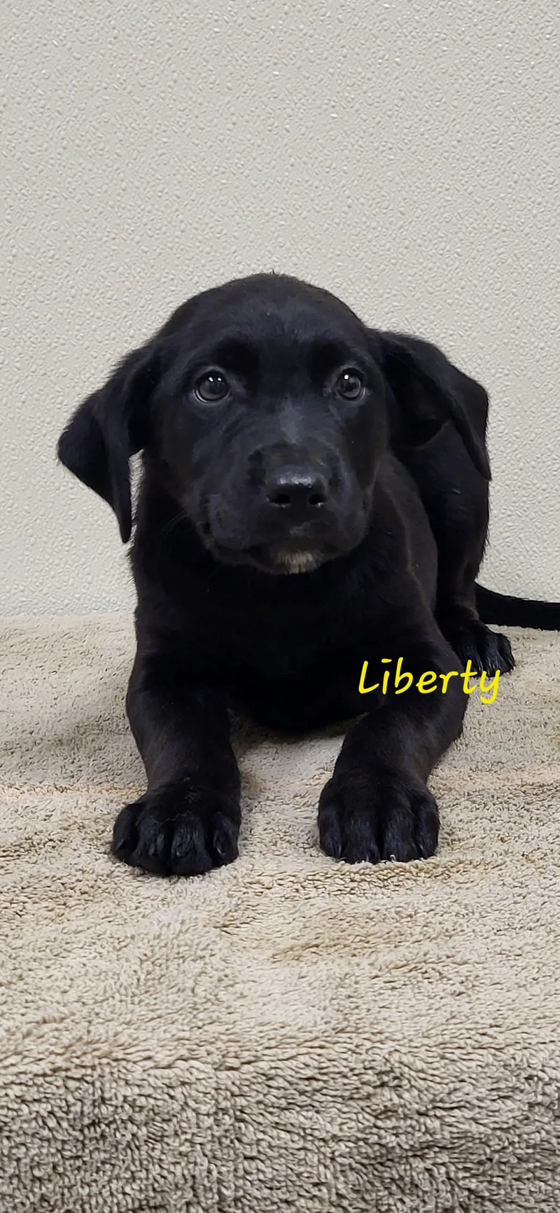 A baby medium-sized female Black Labrador Retriever dog named Liberty for adoption in Marion, MS