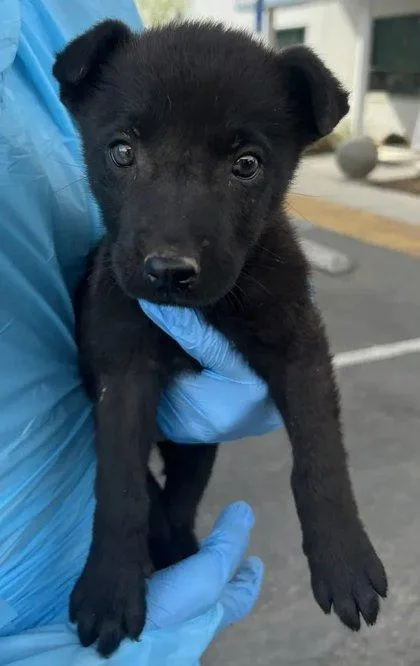 A baby small-sized female Shepherd dog named Spring Roll for adoption in Fresno, CA