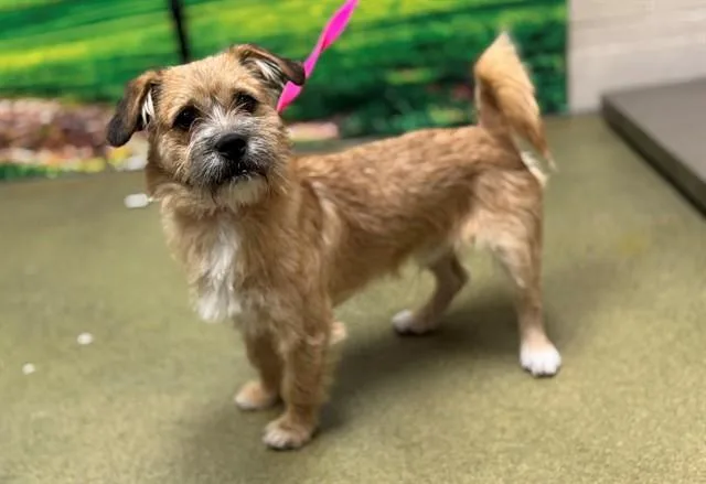 A young small-sized male Terrier dog named Shotsey for adoption in Moreno Valley, CA