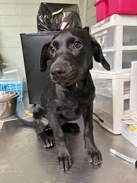A baby small-sized female Terrier dog named Magic Mirror for adoption in Stockton, CA