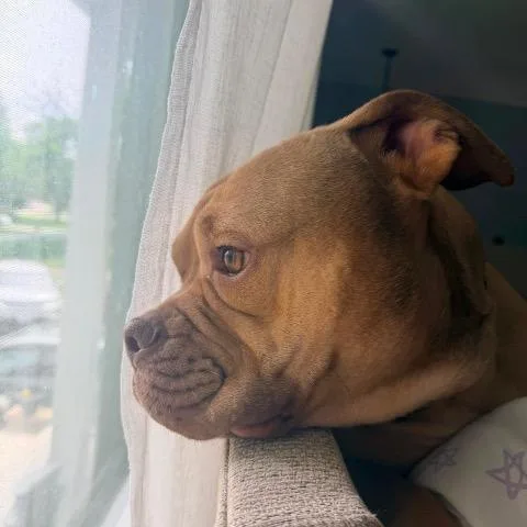 A young medium-sized male Pit Bull Terrier dog named Tio Jerry for adoption in Chicago, IL