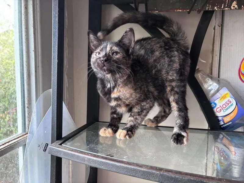 A baby small-sized female Domestic Short Hair cat named Whomping Willow for adoption in Milton, DE