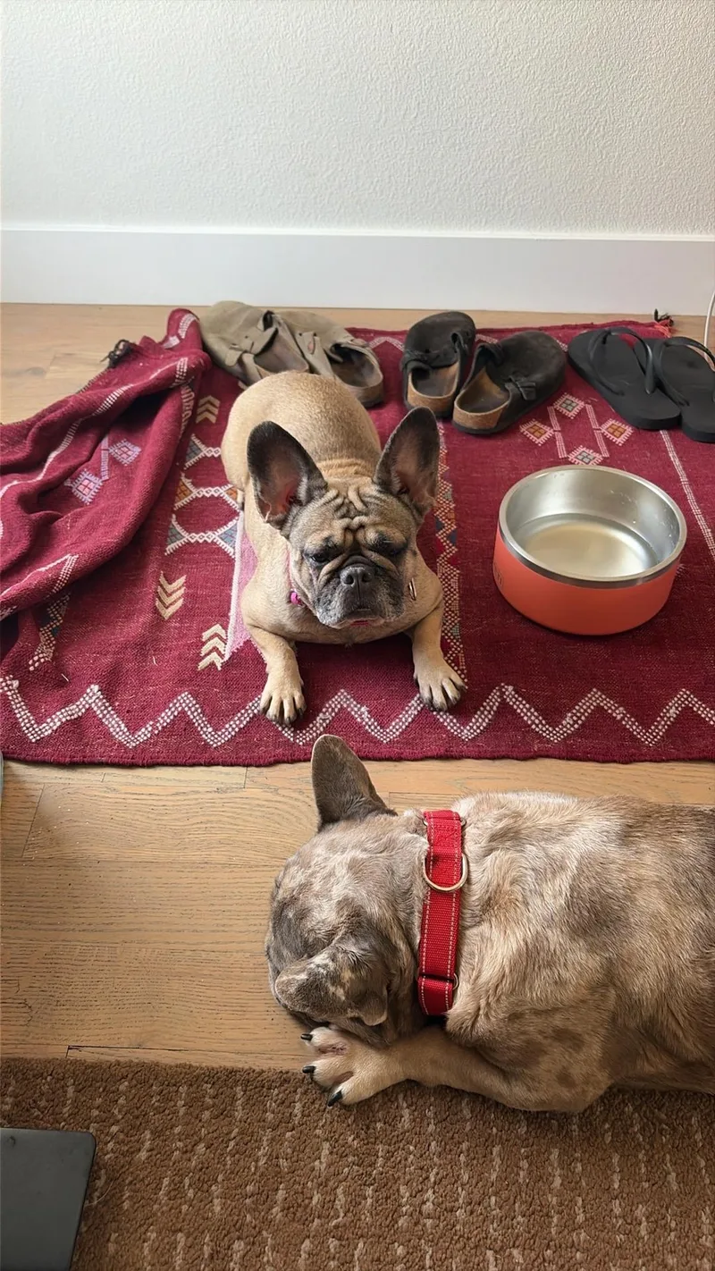 An adult small-sized male French Bulldog dog named Greg for adoption in Windsor, CO