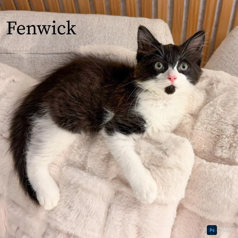 A baby small-sized male Black Domestic Long Hair cat named Fenwick for adoption in Fort Lauderdale, FL