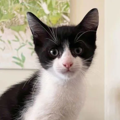 A baby small-sized male Black Domestic Short Hair cat named Tips for adoption in Atlanta, GA