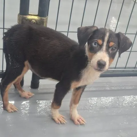 A baby small-sized male Black Terrier dog named Willy for adoption in Dover, AR