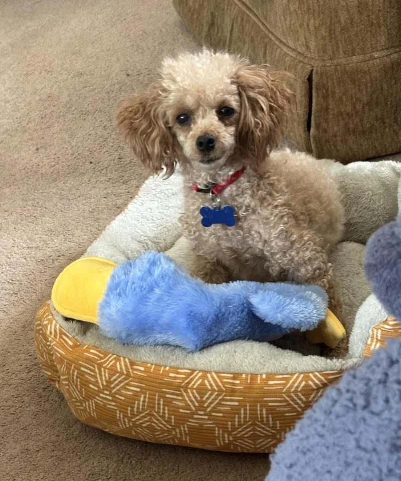 An adult small-sized female Apricot / Beige Poodle (Toy) dog named Ginger for adoption in Whitewater, WI