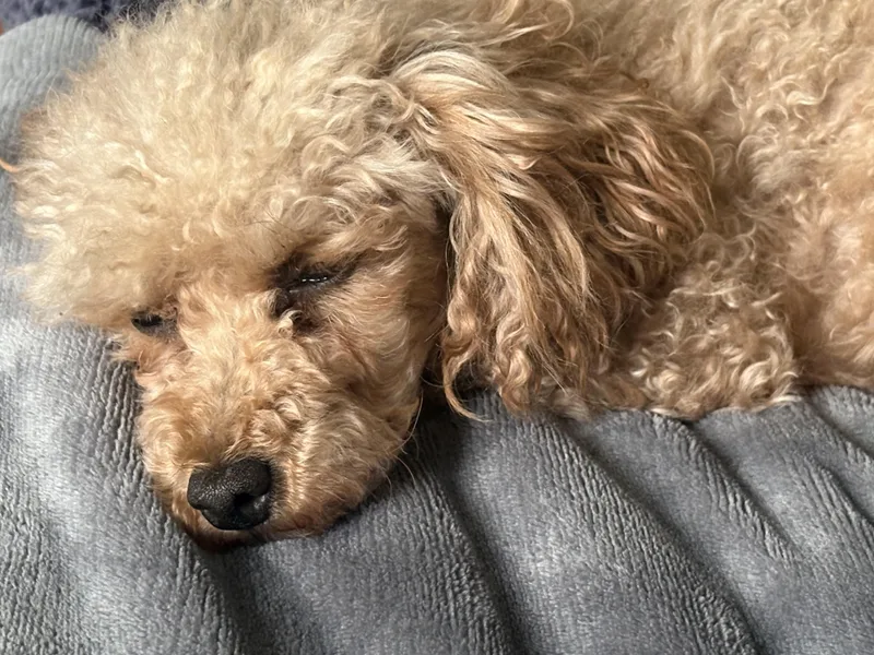 Ginger thumbnail 3
