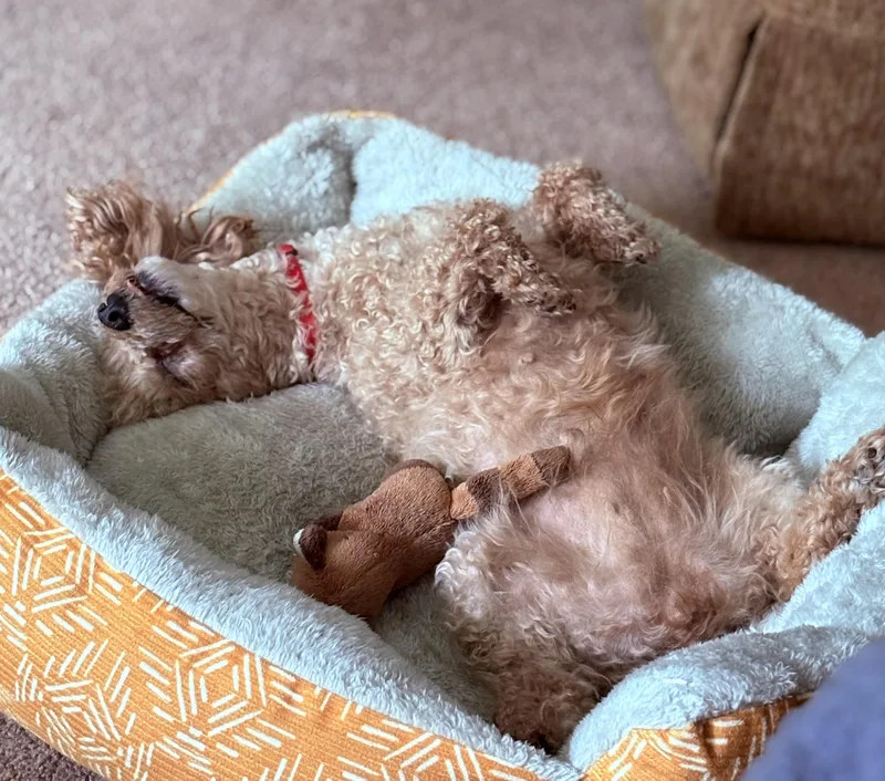 Ginger thumbnail 4