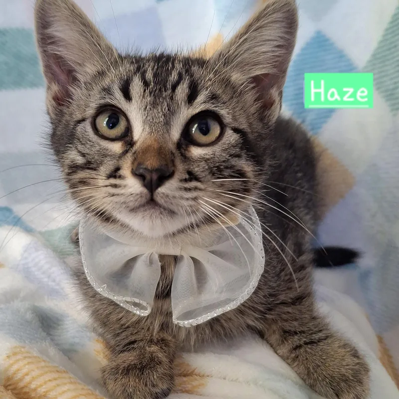 A baby small-sized male Tabby (Brown / Chocolate) Domestic Short Hair cat named Haze for adoption in Fullerton, CA