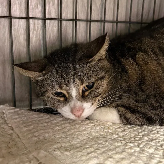 An adult medium-sized female Tabby (Brown / Chocolate) Tabby cat named Cricket for adoption in Porter, TX