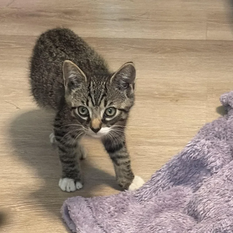 A baby medium-sized male Domestic Short Hair cat named Outlaw for adoption in Easley, SC