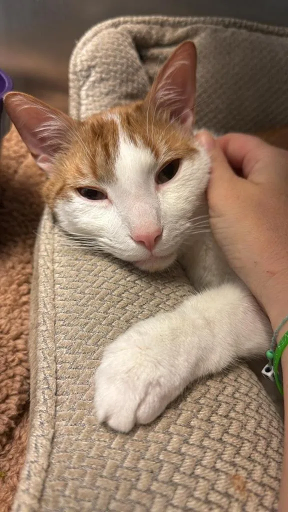 A young medium-sized male Domestic Short Hair cat named Ol Bay for adoption in Fort Mill, SC