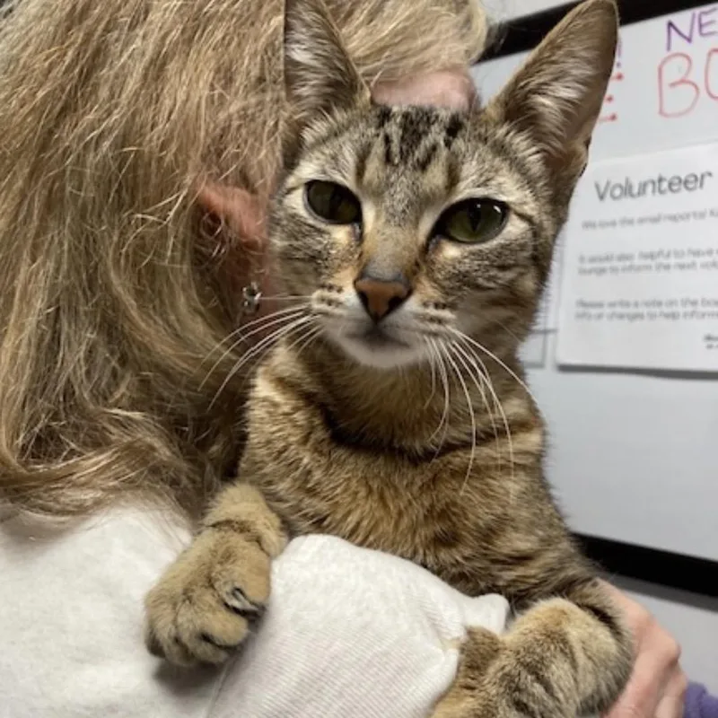 A young medium-sized female Tabby (Brown / Chocolate) Domestic Short Hair cat named Goldilocks for adoption in Renton , WA