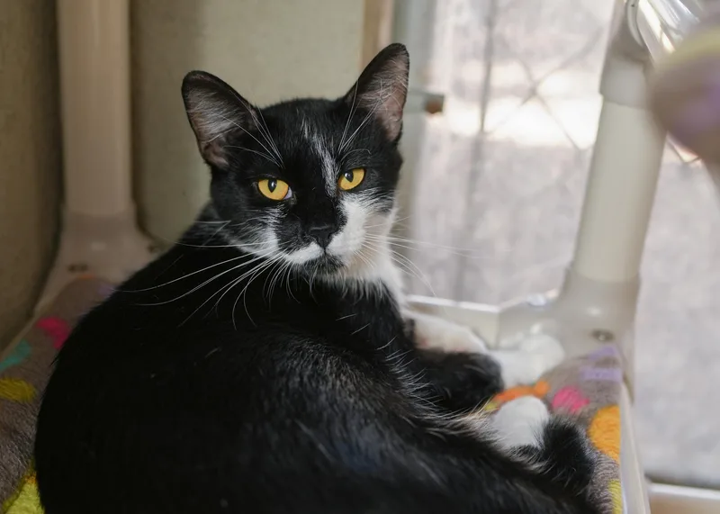 An adult medium-sized female Black & White / Tuxedo Domestic Short Hair cat named Lolly for adoption in Boise, ID