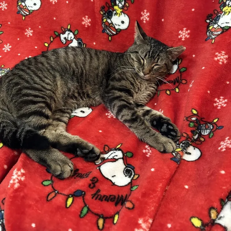 Theodore thumbnail 2