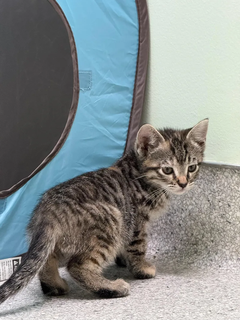 A baby medium-sized female Tabby (Leopard / Spotted) Tortoiseshell cat named Fleetwood for adoption in Kent, WA