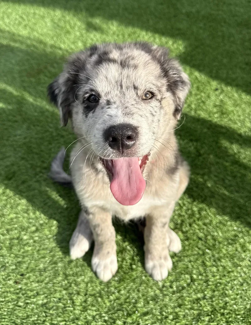 Mochi