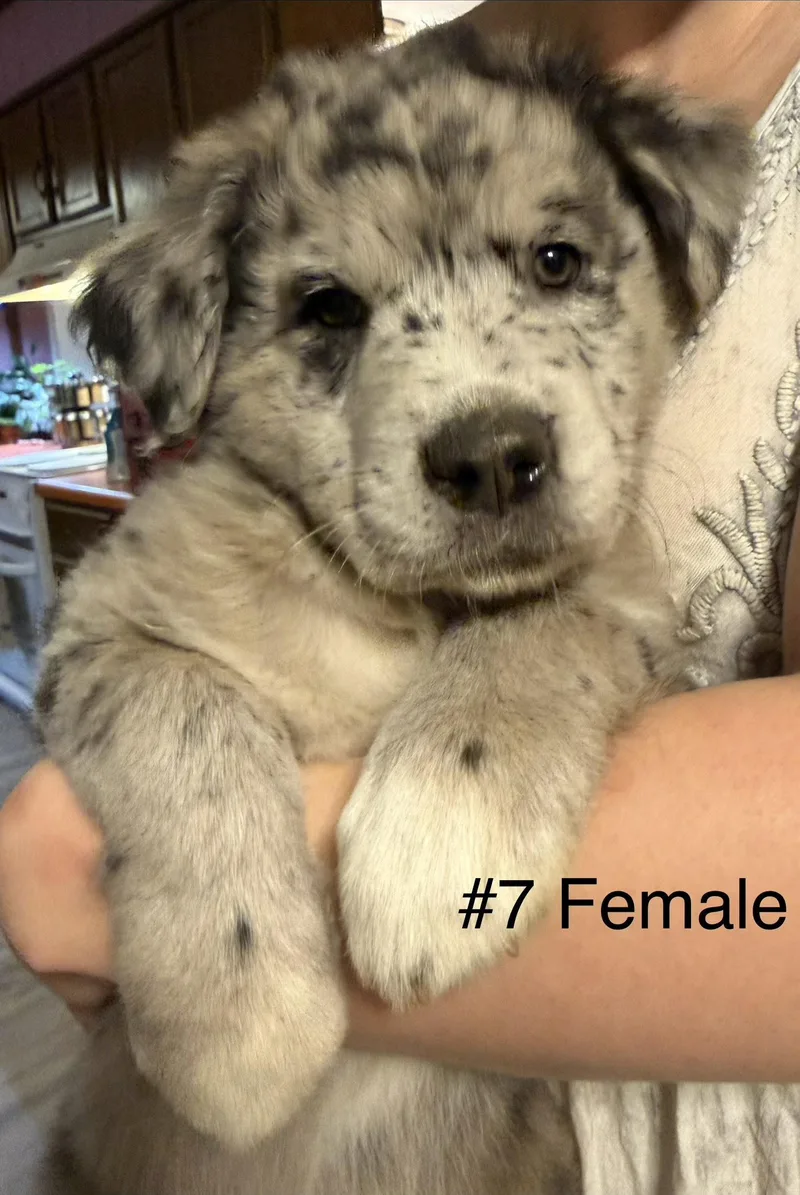 Mochi thumbnail 2