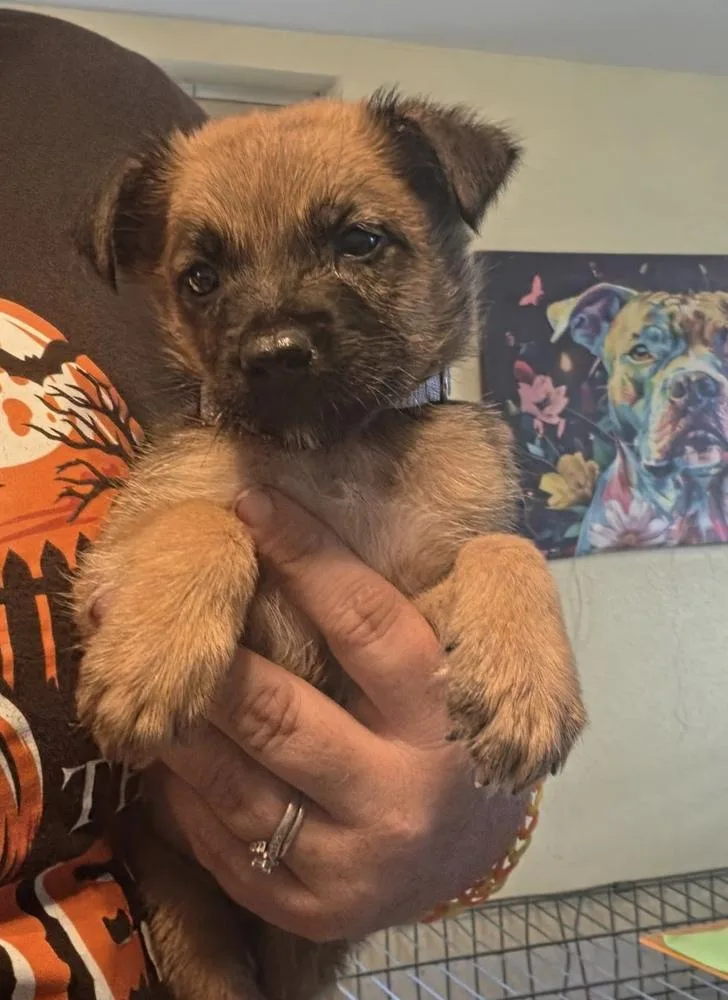 A baby small-sized male Shepherd dog named Kraven the Hunter for adoption in Lakeland, FL
