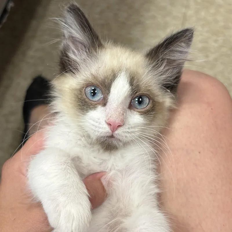 A baby medium-sized male Siamese cat named Cosmo for adoption in Sonora, CA