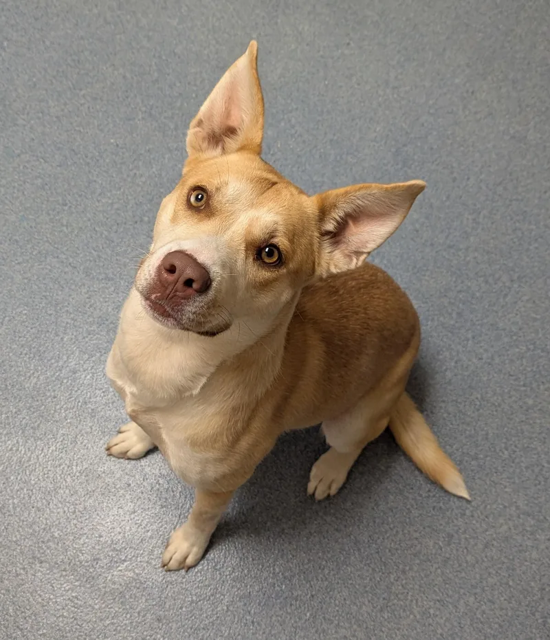 A young medium-sized female Yellow / Tan / Blond / Fawn Siberian Husky dog named Daisy for adoption in Suffolk, VA