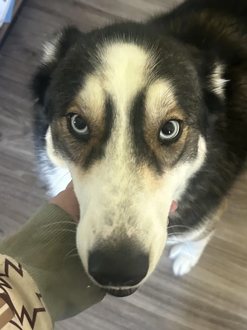 An adult medium-sized female Siberian Husky dog named Snowflake for adoption in Menifee, CA