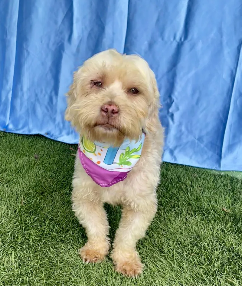 A young small-sized female Terrier dog named Teddy for adoption in Rowland Heights, CA