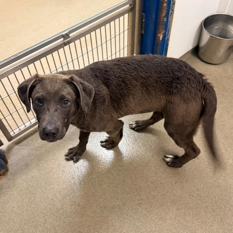 A baby medium-sized female Gray / Blue / Silver Labrador Retriever dog named Valley for adoption in Rocky Mount, VA