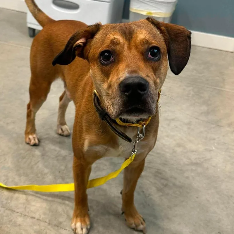 An adult medium-sized male Yellow / Tan / Blond / Fawn Pit Bull Terrier dog named Fluke for adoption in Shinnston, WV