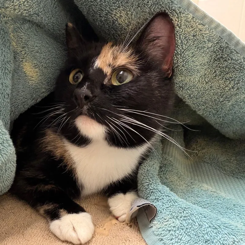 Mocha