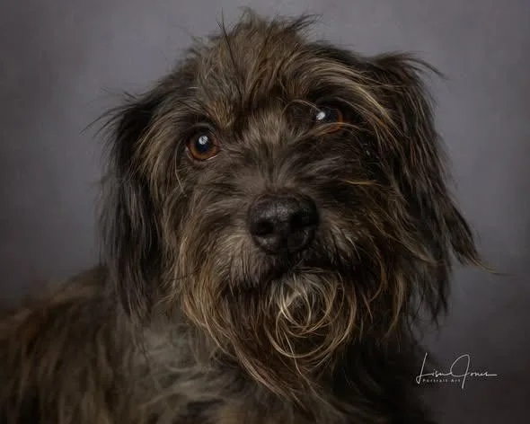 An adult medium-sized female Mixed Breed dog named CharLee for adoption in Cullman, AL