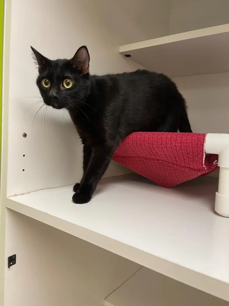 A young medium-sized female Domestic Short Hair cat named Cat Condo  Soy for adoption in Greenville, TX