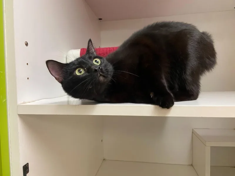 Cat Condo  Soy thumbnail 3