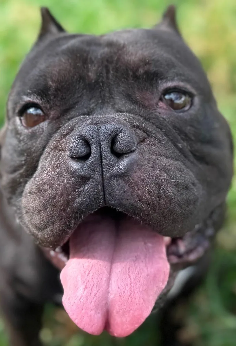 An adult medium-sized male American Bully dog named Zorro for adoption in New Port Richey, FL
