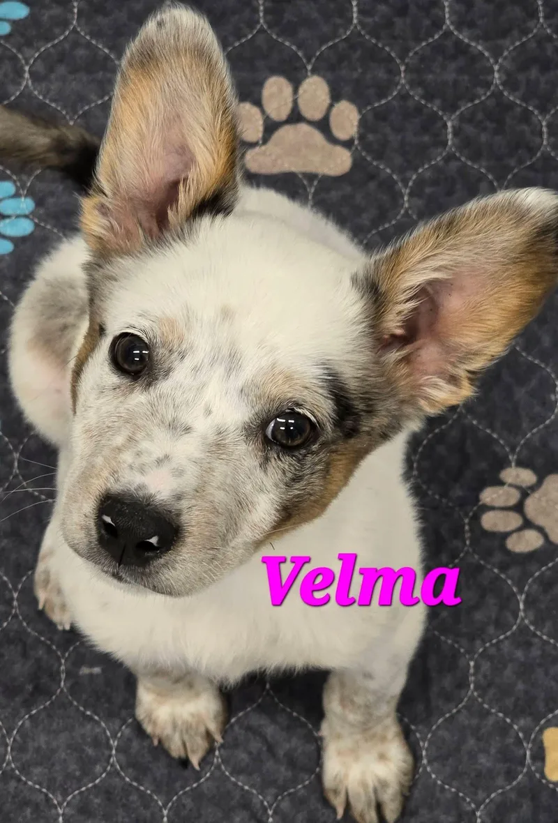 A baby medium-sized female Merle (Blue) Australian Cattle Dog / Blue Heeler dog named Velma for adoption in Mingus, TX